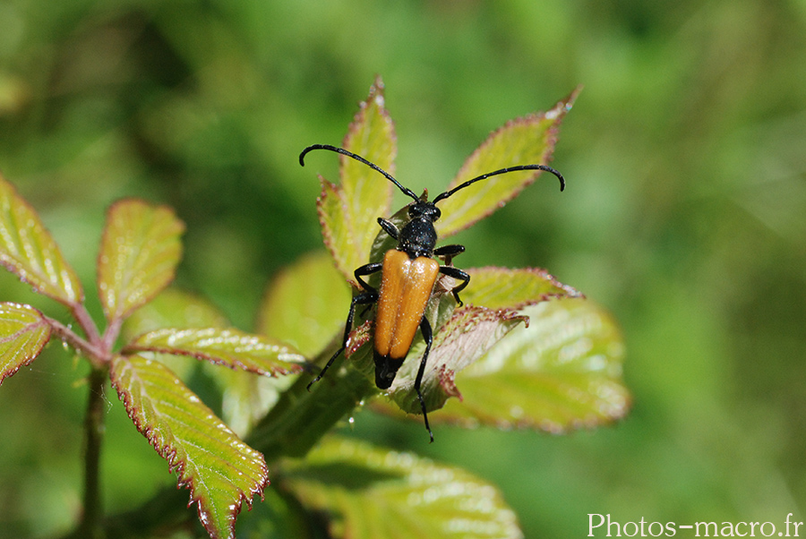 Stictoleptura rubra